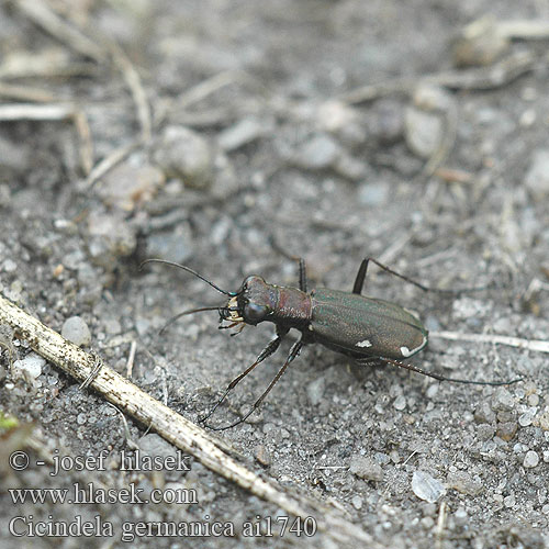 Cicindela germanica Svižník Cylindera Cliff tiger beetle Deutsche Sandlaufkäfer Duitse zandloopkever Скакун германский