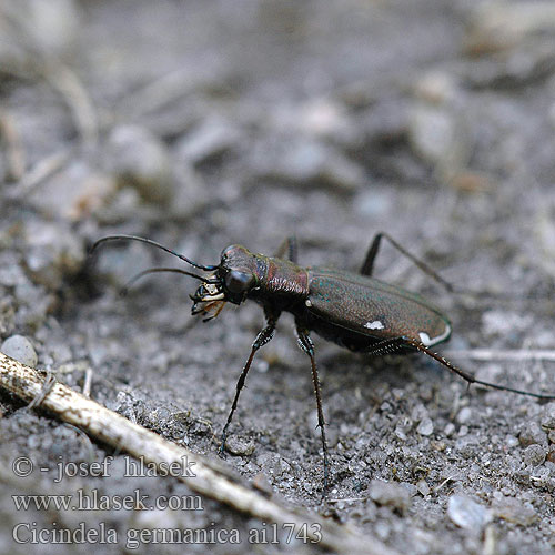 Cicindela germanica Cylindera Cliff tiger beetle Deutsche Sandlaufkäfer Duitse zandloopkever Скакун германский