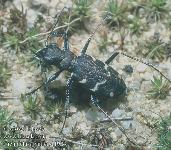 Cicindela silvatica sylvatica Skogssandjägare Heath tiger beetle