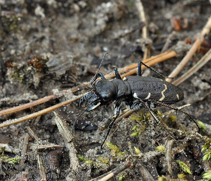 Cicindela silvatica Svižník lesní Trzyszcz leśny