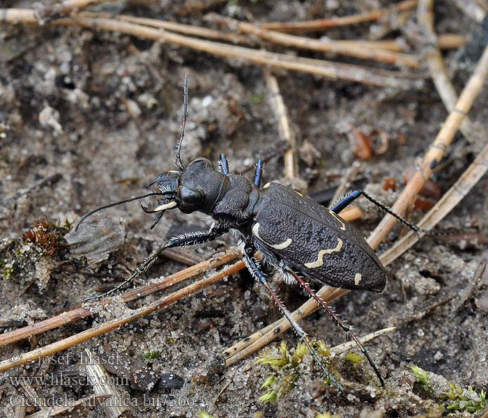 Cicindela silvatica sylvatica Cicindèle labre noir