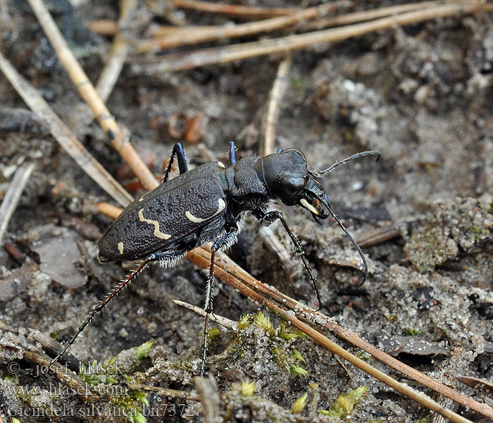 Cicindela silvatica Wald-Sandlaufkäfer Скакун лесной