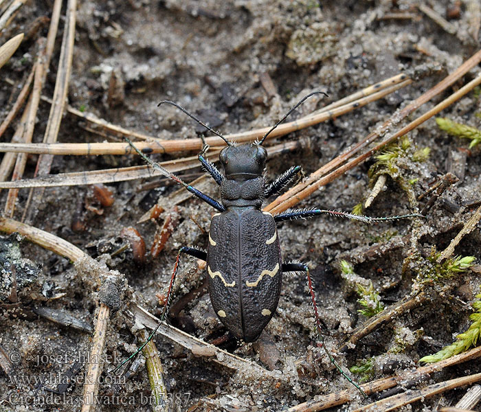 Cicindela silvatica Skogssandjägare