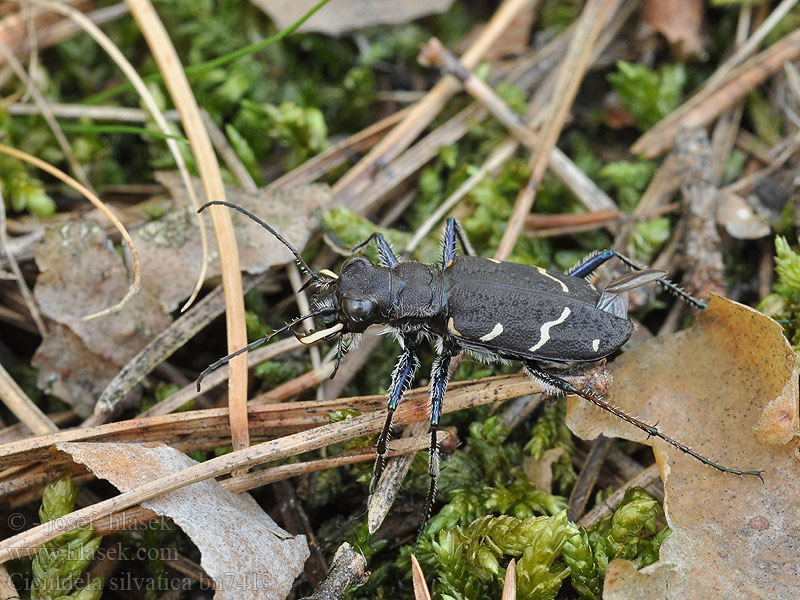 Cicindela sylvatica Heath tiger beetle