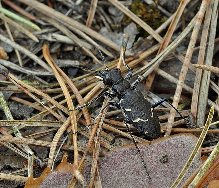 Cicindela silvatica Svižník lesní