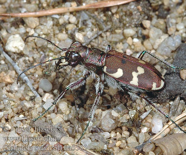 Cicindela sylvicola Svižník lesomil Berg-Sandlaufkäfer