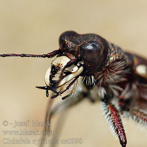 Svižník hôrny Cicindela sylvicola Svižník lesomil