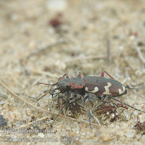 Trzyszcz górski Svižník hôrny Cicindela sylvicola