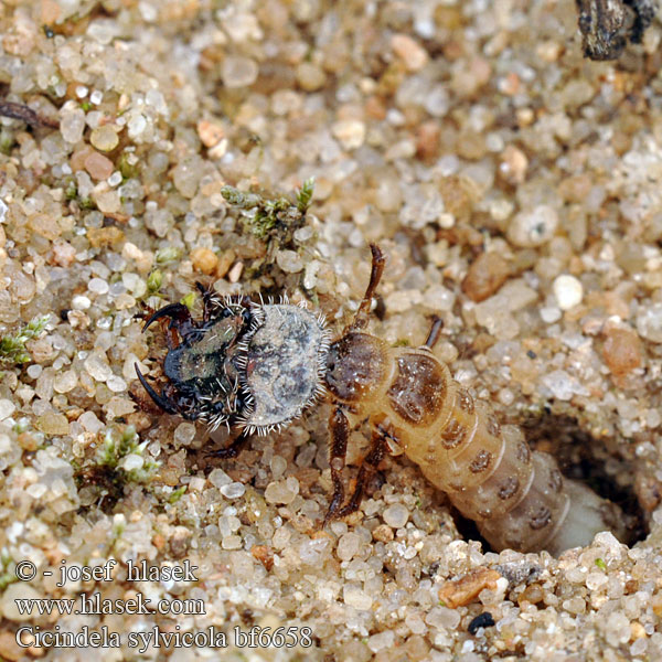 Svižník lesomil Trzyszcz górski Svižník hôrny Cicindela sylvicola