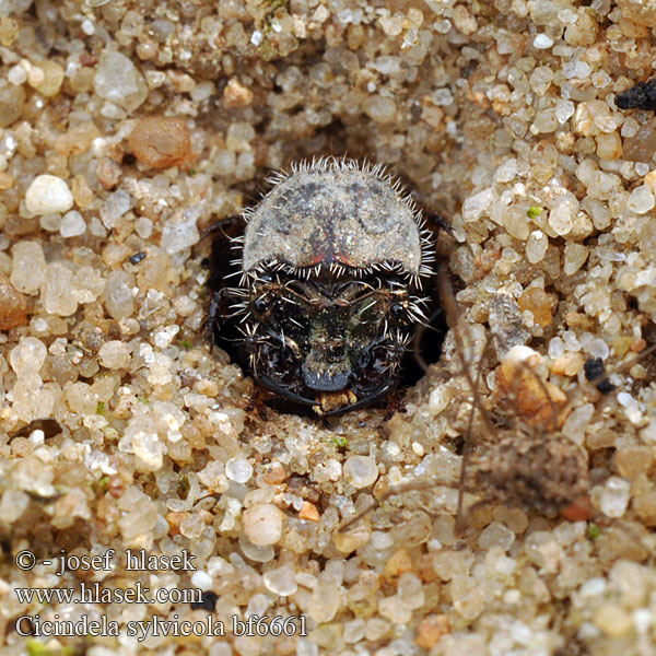 Cicindela sylvicola Berg-Sandlaufkäfer Erdei homokfutrinka