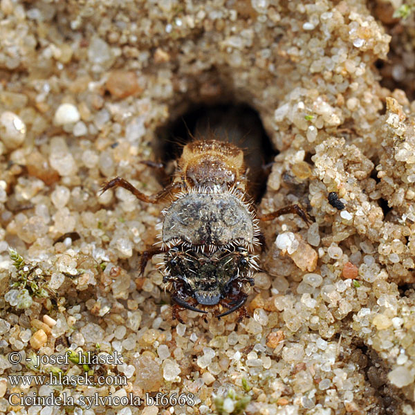 Cicindela sylvicola Erdei homokfutrinka Berg-Sandlaufkäfer