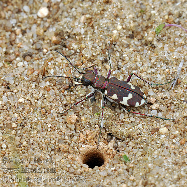 Cicindela sylvicola Trzyszcz górski Erdei homokfutrinka