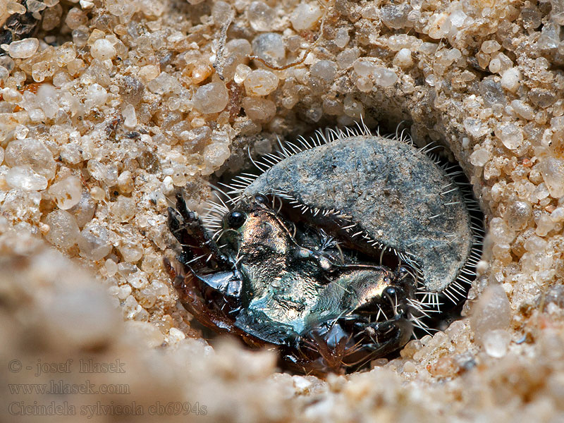 Svižník lesomil Cicindela sylvicola