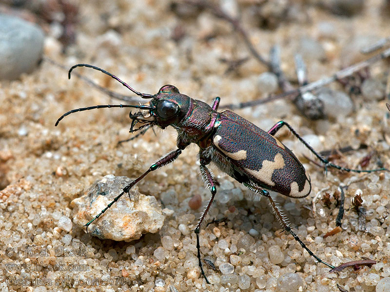 Berg-Sandlaufkäfer Cicindela sylvicola