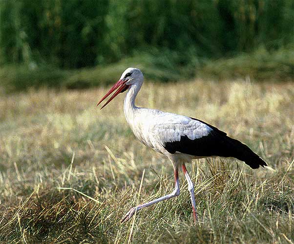 Ciconia ciconia White Stork Weißstorch Cigogne blanche