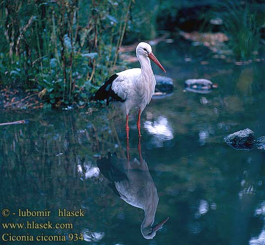 Cicogna bianca Stork Vit stork Аист белый Bocian biały