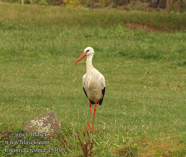 Ciconia ciconia a5303