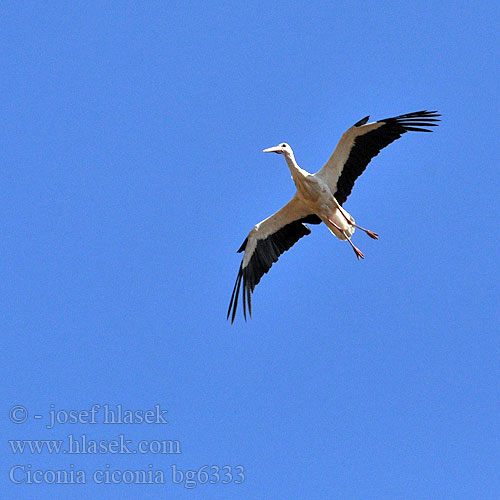 Cigogne blanche Cigüeña Común Čáp bílý Hvid Stork Ooievaar