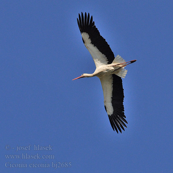 Kattohaikara Cicogna bianca Stork Vit stork Bocian biały