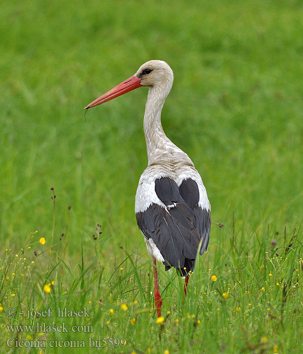 Ciconia ciconia bn5599