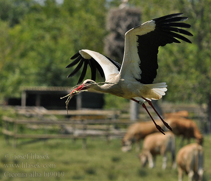 Ciconia ciconia White Stork