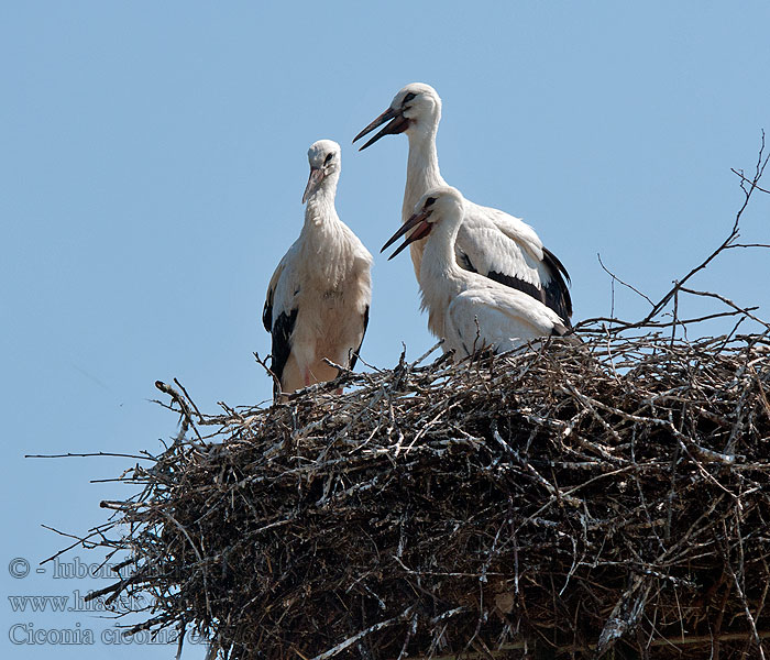 White Stork Weißstorch Cigogne blanche Cigüeña Común Ciconia ciconia