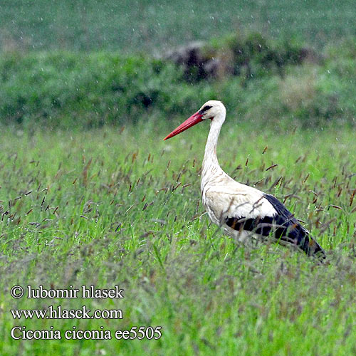 Ciconia ciconia ee5505