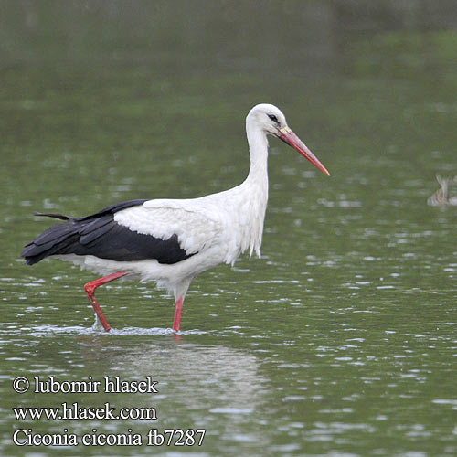 Barza alba Ciconia ciconia White Stork Weißstorch Cigogne blanche