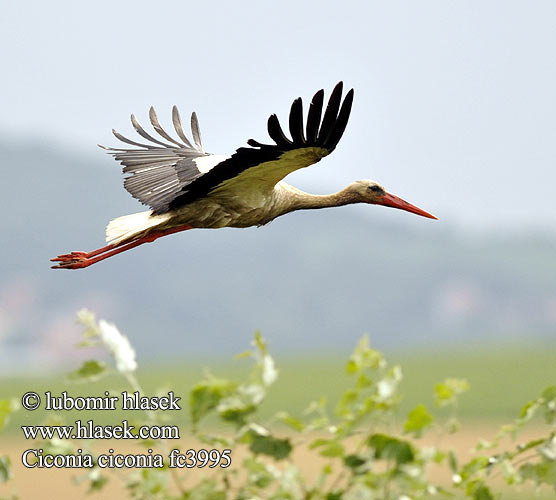 White Stork Weißstorch Cigogne blanche Cigüeña Común Čáp bílý