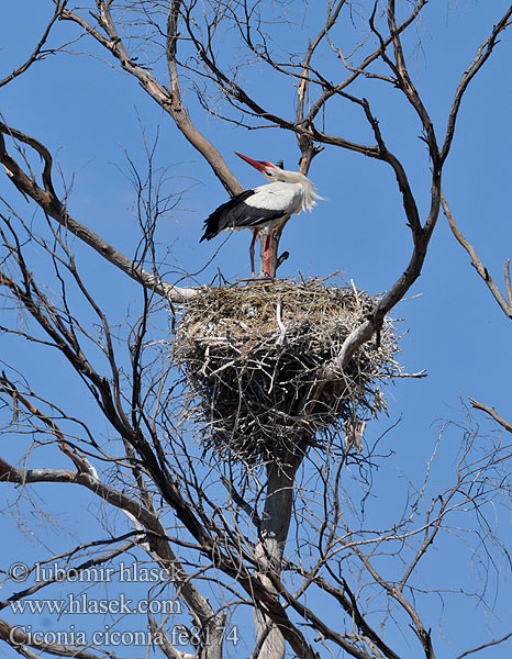 Cigüeña Común Čáp bílý Hvid Stork Ooievaar Kattohaikara