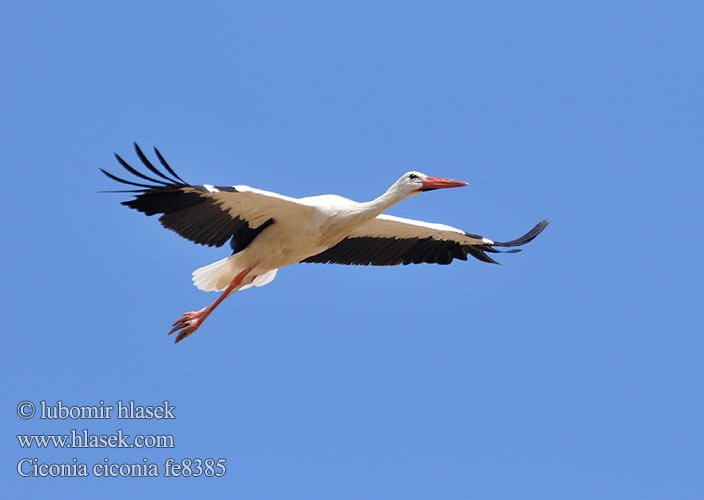 Čáp bílý Hvid Stork Ooievaar Kattohaikara Cicogna bianca