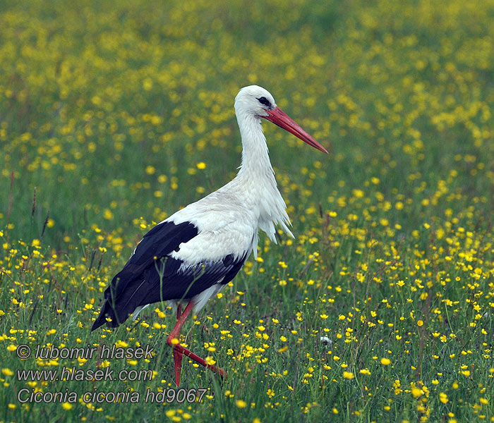 Ciconia_ciconia_hd9067