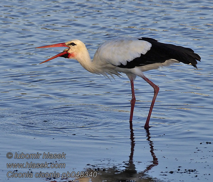 Ciconia ciconia