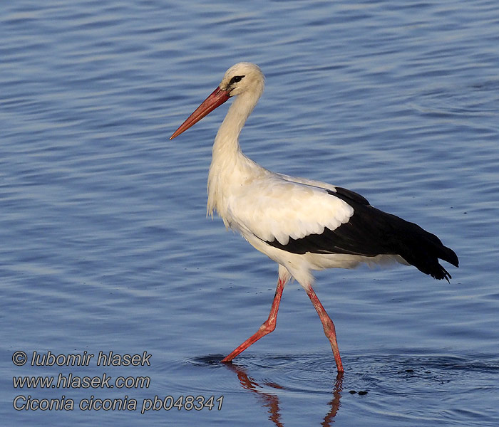 Ciconia ciconia