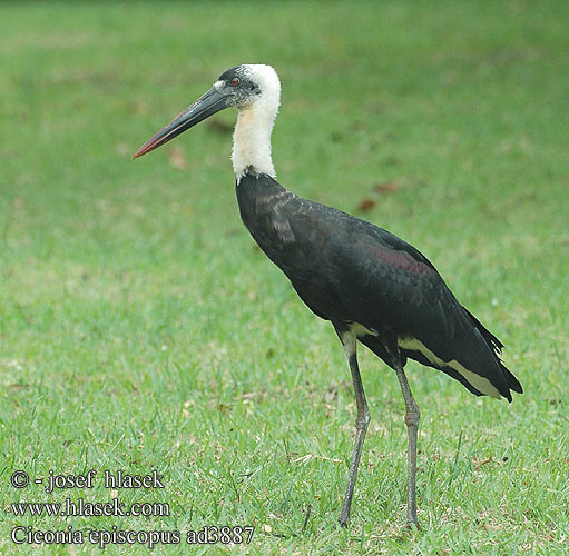 Ciconia episcopus Woolly-necked Stork Uldhalsstork Piispahaikara