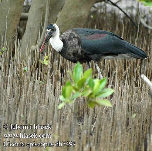 Cigüeña Lanuda Ullhalsstork Wolnekooievaar エンビコウ