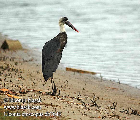 Ciconia episcopus db7643