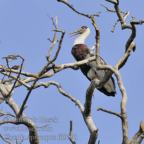 Ciconia episcopus fd9591