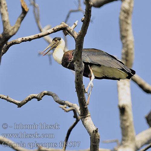 Ciconia episcopus fd9597