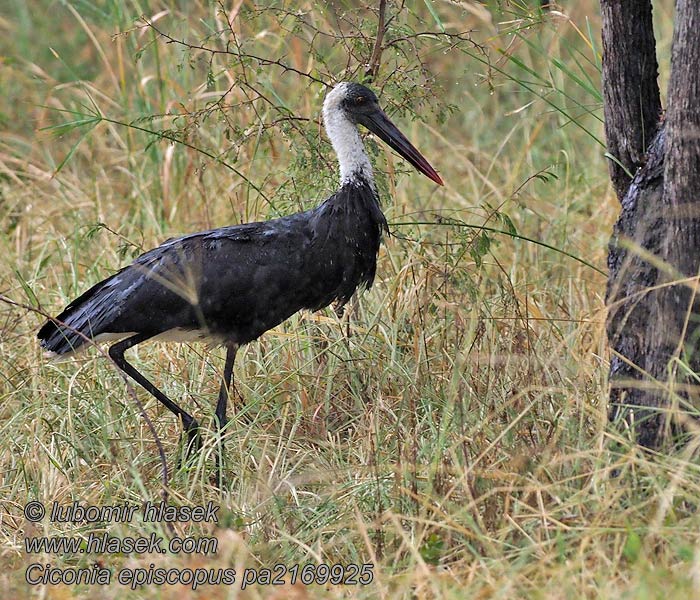 Ciconia episcopus