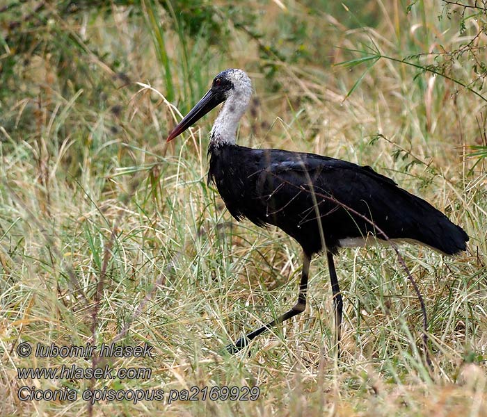 Ciconia episcopus