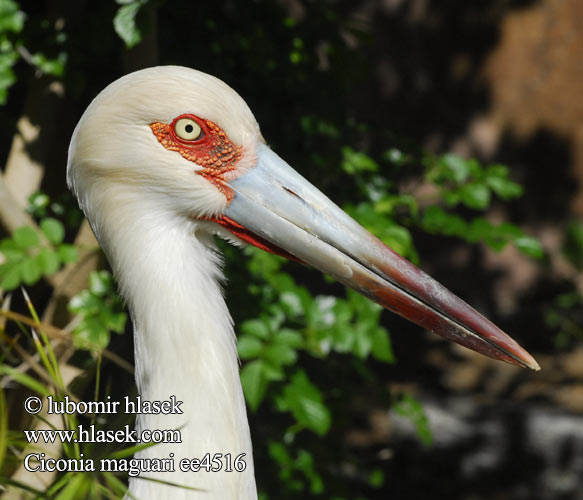 Ciconia maguari ee4516