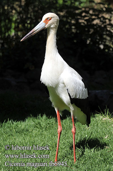 Maguaristorch Maguaristork Cigüeña Maguari americana Llanera Amerikankattohaikara Cigogne maguari シロエンビコウ Magoeari Bocian sinodzioby Maguari Joao grande Baguari Bocian maguari Mагуари аист Ciconia maguari Euxenura Maguari Stork Čáp jihoamerický