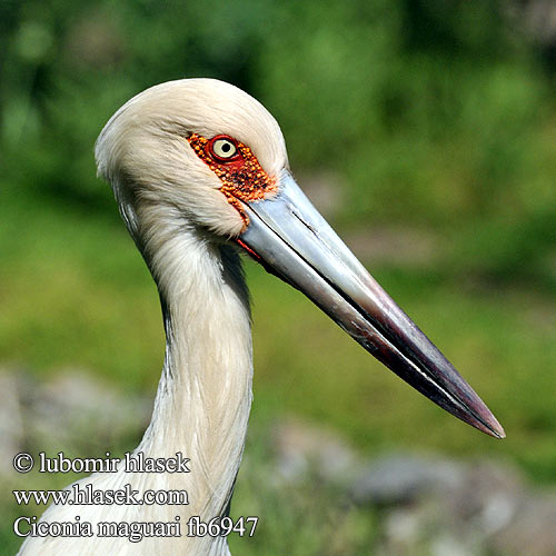 Ciconia maguari fb6947