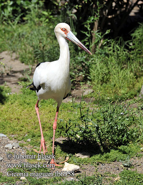 Ciconia maguari fb6958