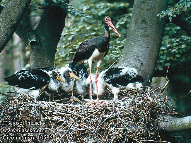 Ciconia nigra Black Stork Sort Mustahaikara Cigogne noire