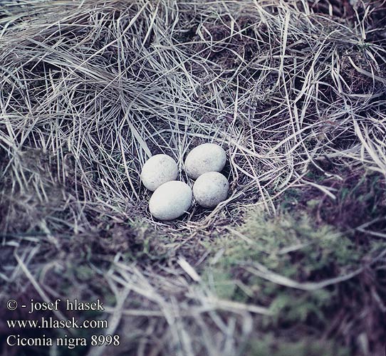 eggs nest Ciconia nigra Black Stork Sort Mustahaikara Cigogne noire