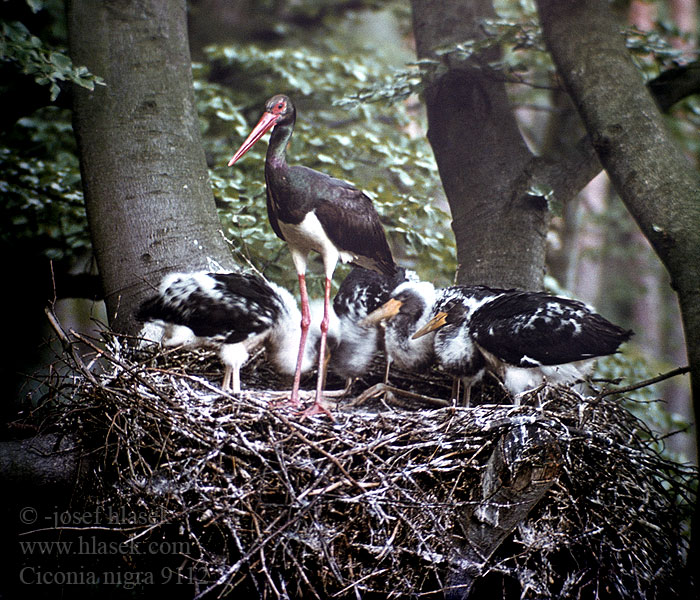 Ciconia nigra Black Stork