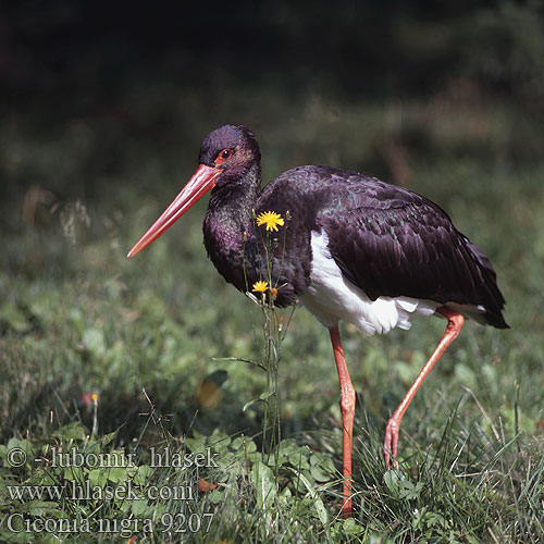 Ciconia nigra 9207