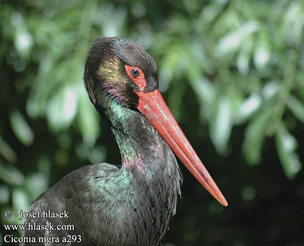 Bocian czarny čierny Čáp černý Cigüeña Negra Svart stork 黑鸛